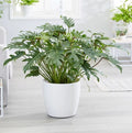 Philodendron xanadu