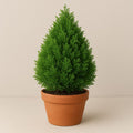 Morpanki Plant