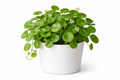 Brahmi Dollar / Pennywort