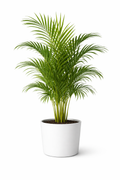 Areca Palm (~ 3.5 Ft)
