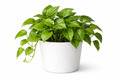 Beginner Friendly Money Plant Green