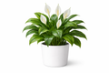 Peace Lily