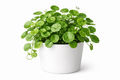 Brahmi Dollar / Pennywort