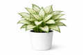 Aglaonema Snow White