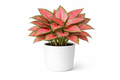 Air Purifying - Aglaonema Pink