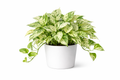 Marble Money plant