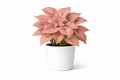 Syngonium Pink