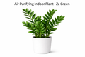 Air Purifying Indoor Plant - Zz Green