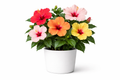 Hibiscus / Gudhal (Any Colour)