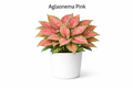 Aglaonema Pink