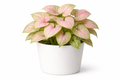 Air Purifying Indoor Plant - Syngonium Candyfloss