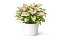 Syngonium Yammi