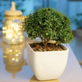 Table kamini plant