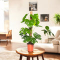Monstera with Moss Stick