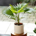 chinese palm