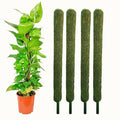 Moss Sticks