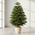 Araucaria/Christmas tree