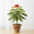 Ashoka Plant