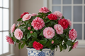 Balsamina Camelia