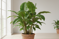 Banana plant