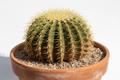 Barrel Cactus