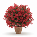 bongainvillea Red Big Plant