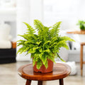 Boston fern- air purifying indoor plants