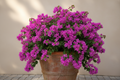 Bougainvillea