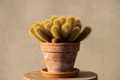 Boxer Cactus