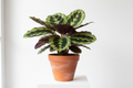 Calathea
