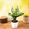 Aglaonema causatum plant
