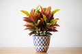 Croton