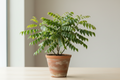 Curry Leaf Plant
