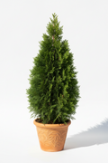 Cypress Small 2-3ft