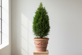 Cypress Small 5ft