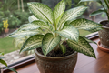 Dieffenbachia ( Jal bahar)