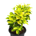 Panda Fiscus Bonsai