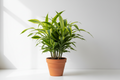 Dracaena