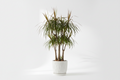Dragon Tree Plant