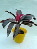 Dry China Plant