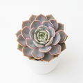 Echeveria