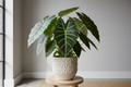 Elephant ear Alocasia