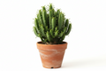 Euphorbia