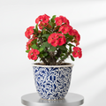 Euphoriba Milli Red