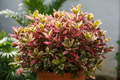 Excoecaria Bicolor (Laila Majnu)