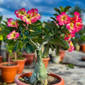 Adenium