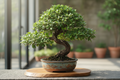 Ficus Bonsai
