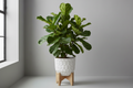 Fiddle leaf fig/Ficus lyrata