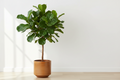 Fiddle Leaf Fig