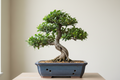 Fiscus Bonsai